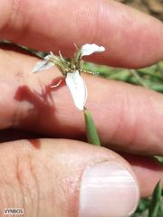Moraea brevistyla