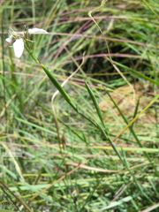 Moraea brevistyla