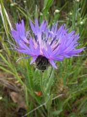 Centaurea graminifolia