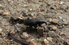 Sphenophorus cicatristriatus