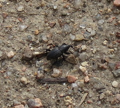Sphenophorus cicatristriatus