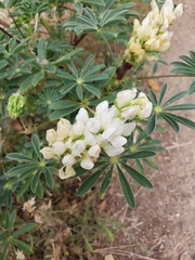 Lupinus densiflorus