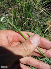 Moraea brevistyla