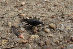 Sphenophorus cicatristriatus