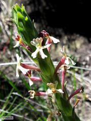 Zaluzianskya microsiphon