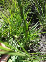 Zaluzianskya microsiphon