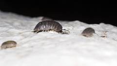 Armadillidium granulatum