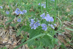 Veronica chamaedrys