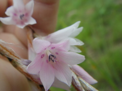 Dierama cooperi