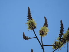 Tachigali paniculata