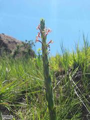 Zaluzianskya microsiphon