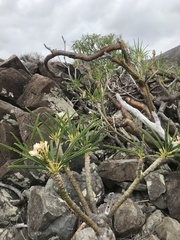 Plumeria alba