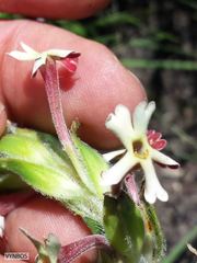 Zaluzianskya microsiphon