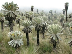 Espeletia pycnophylla