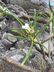 Plumeria alba