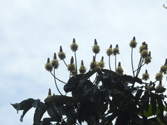 Tachigali paniculata