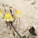 Linaria polygalifolia polygalifolia - Photo (c) Adán, some rights reserved (CC BY-NC), uploaded by Adán