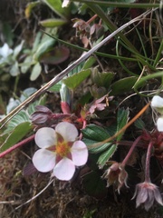 Fragaria chiloensis pacifica