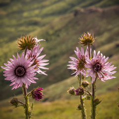 Berkheya purpurea