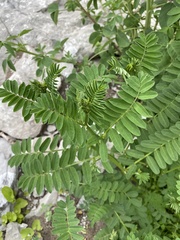 Astragalus canadensis