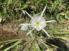 Hymenocallis coronaria