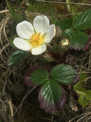 Fragaria chiloensis pacifica