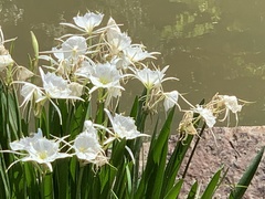 Hymenocallis coronaria