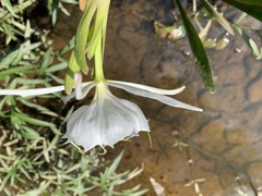 Hymenocallis coronaria