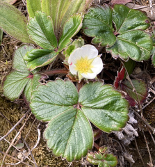 Fragaria chiloensis pacifica
