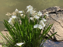 Hymenocallis coronaria