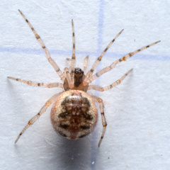 Sardinidion blackwalli