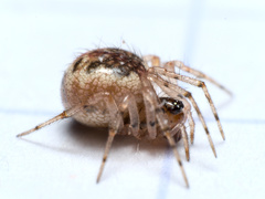 Sardinidion blackwalli