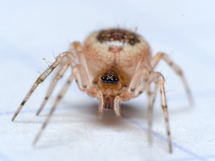 Sardinidion blackwalli