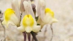 Linaria polygalifolia polygalifolia