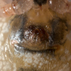 Sardinidion blackwalli
