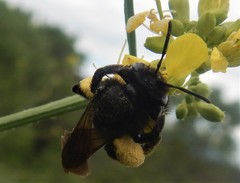 Andrena pilipes