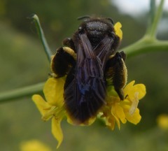 Andrena pilipes