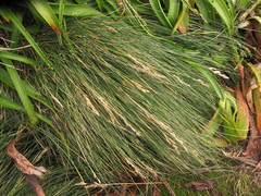 Poa litorosa