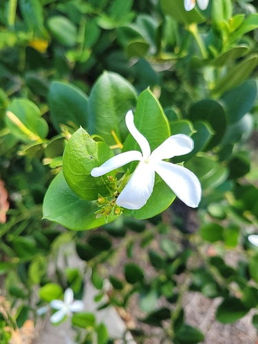 Carissa macrocarpa