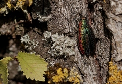 Lamprodila mirifica