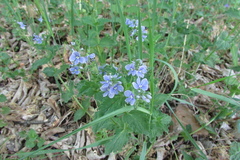 Veronica chamaedrys