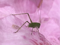 Microcentrum rhombifolium