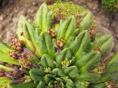 Plantago triantha