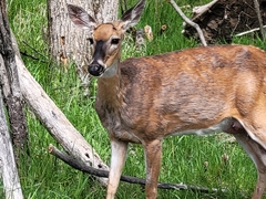 Odocoileus virginianus