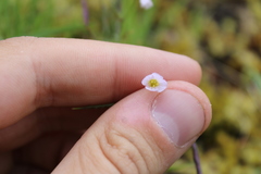 Cardamine pattersonii