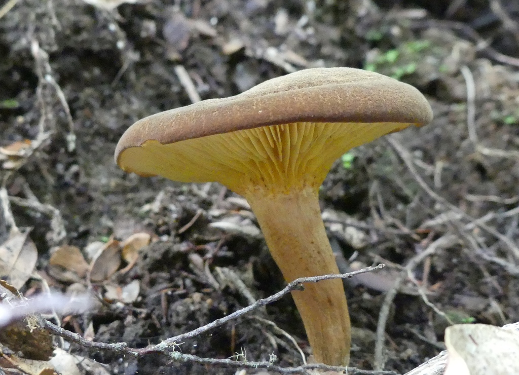 Phylloporus novae-zelandiae