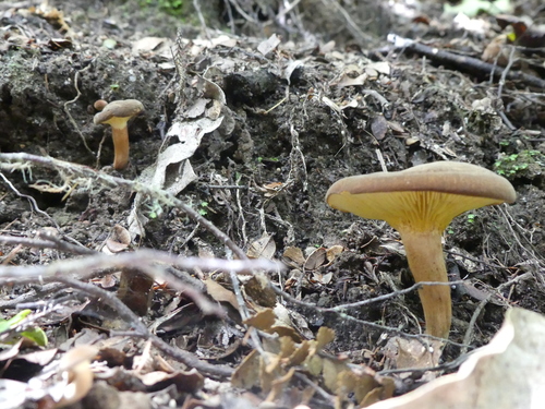 Phylloporus novae-zelandiae image
