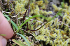 Cardamine pattersonii