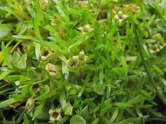 Colobanthus apetalus