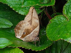 Eryphanis lycomedon